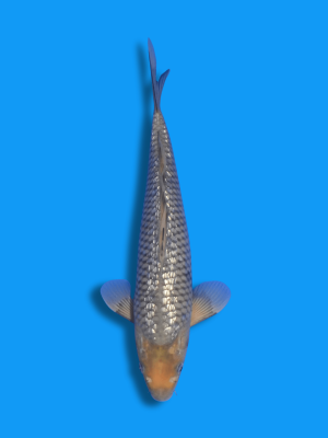 Ginrin Soragoi | Koi&Co.